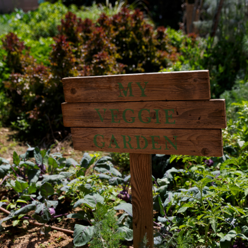 Wooden sign reading “My Veggie Garden” placed among leafy vegetables in the vegetable garden at Genevieve Grove, Tuscany