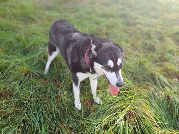 “Husky dog Marilyn standing on green grass at Genevieve Grove, a pet-friendly retreat in the Tuscan countryside.”