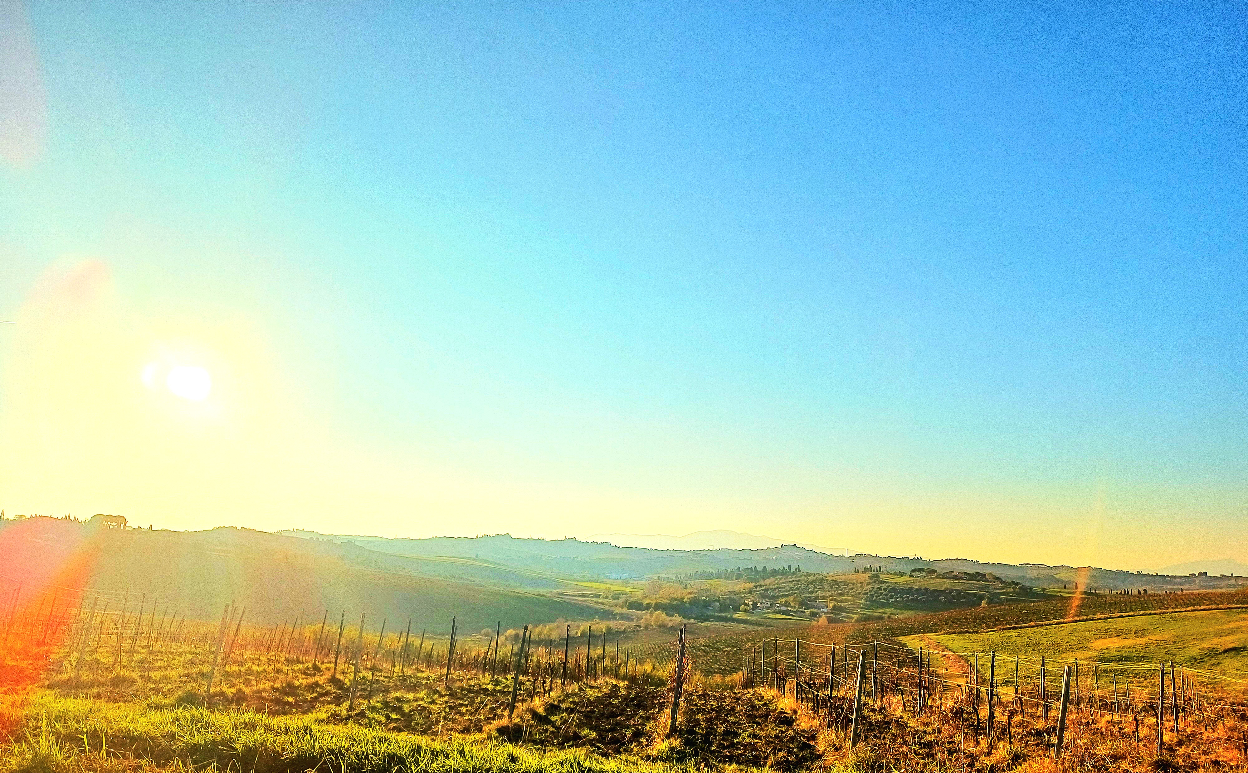 “Sunlit Tuscan hills and vineyards near Vinci, Italy, seen from Genevieve Grove.”