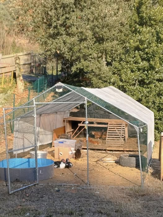 Chicken coop at Genevieve Grove with woodchip bedding, ducks and hens resting in a fenced garden area in the Tuscan countryside near Vinci.