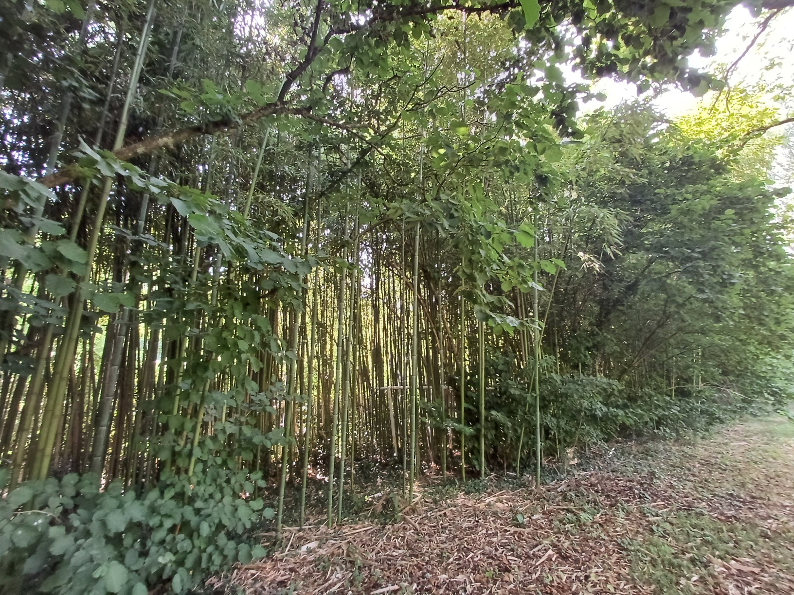 “Bamboo grove at Genevieve Grove, a peaceful retreat in the Tuscan countryside near Vinci.”