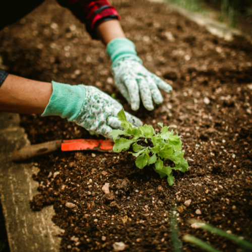 Hands planting young vegetables in soil at Genevieve Grove, reflecting slow living and self-sufficient gardening in Tuscany