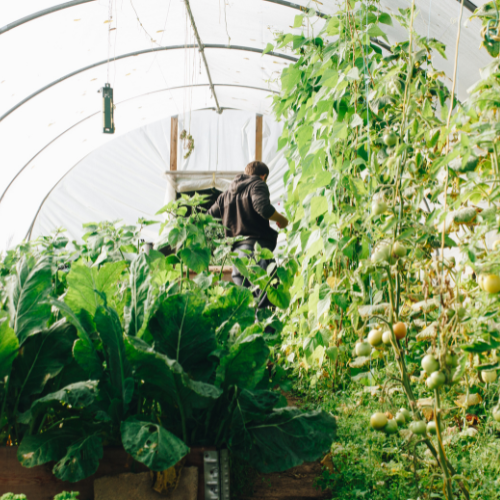 Greenhouse vegetable garden at Genevieve Grove, showing self-sufficient living and seasonal growing in the Tuscan countryside