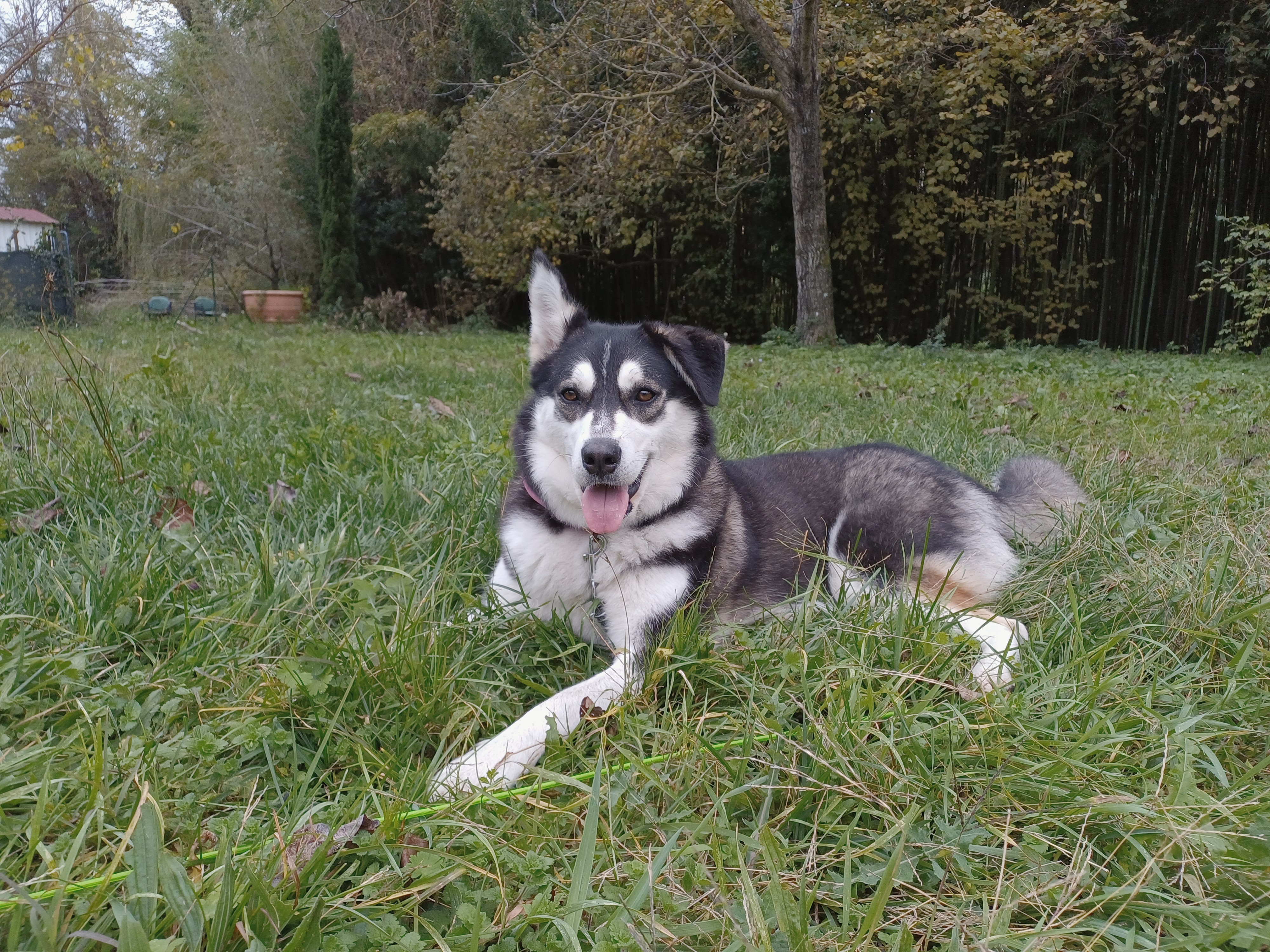 Marilyn the husky lying in the garden grass at Genevieve Grove in the Tuscan countryside.