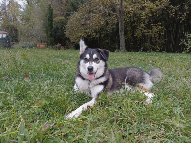 Marilyn the husky lying in the garden grass at Genevieve Grove in the Tuscan countryside.