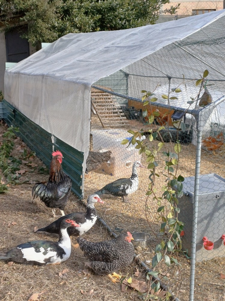 Ducks and chickens beside a protected chicken coop at Genevieve Grove Bio Retreat in the Tuscan countryside.