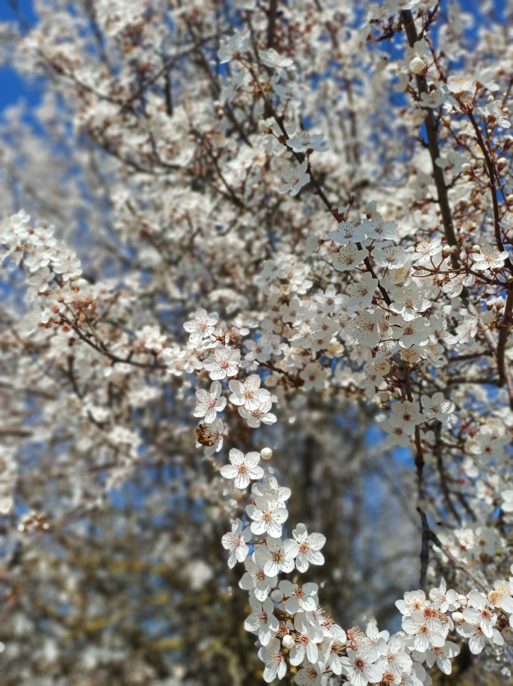 White spring blossoms with a bee pollinating flowers in the garden at Genevieve Grove in the Tuscan countryside.