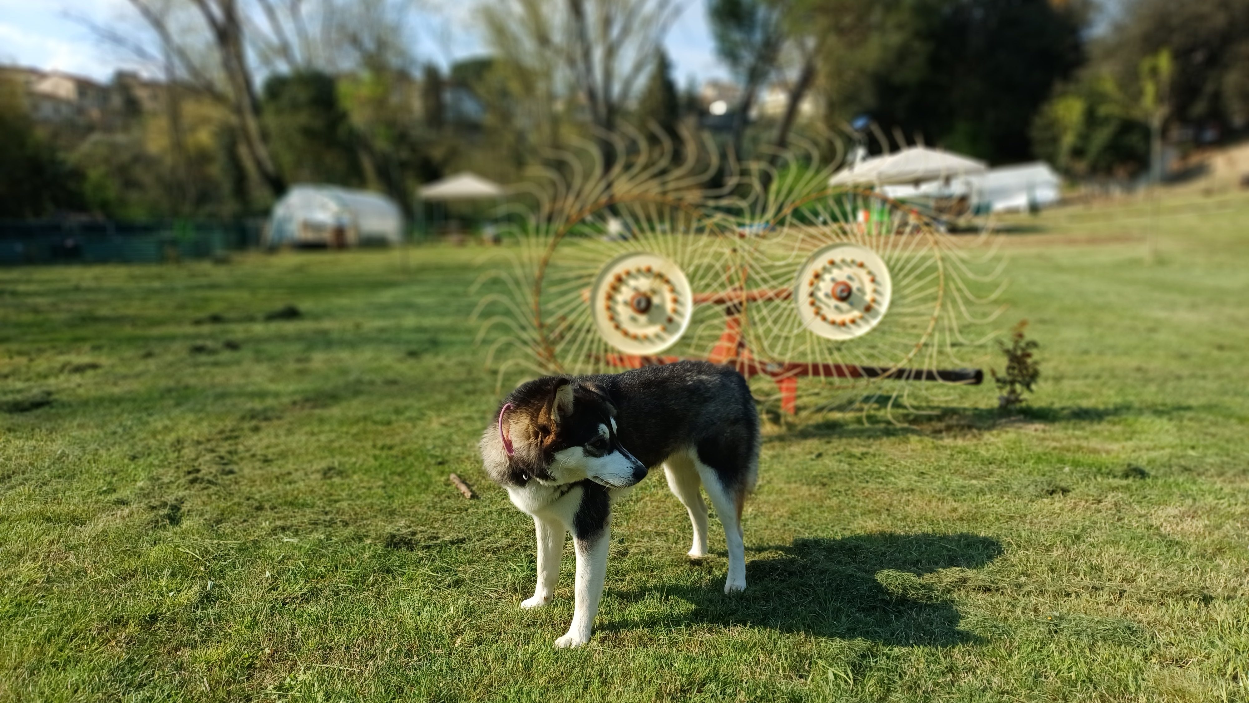 Dog in the living garden at Genevieve Grove, a quiet rural retreat in Vinci, Tuscany surrounded by open land and traditional farming tools.