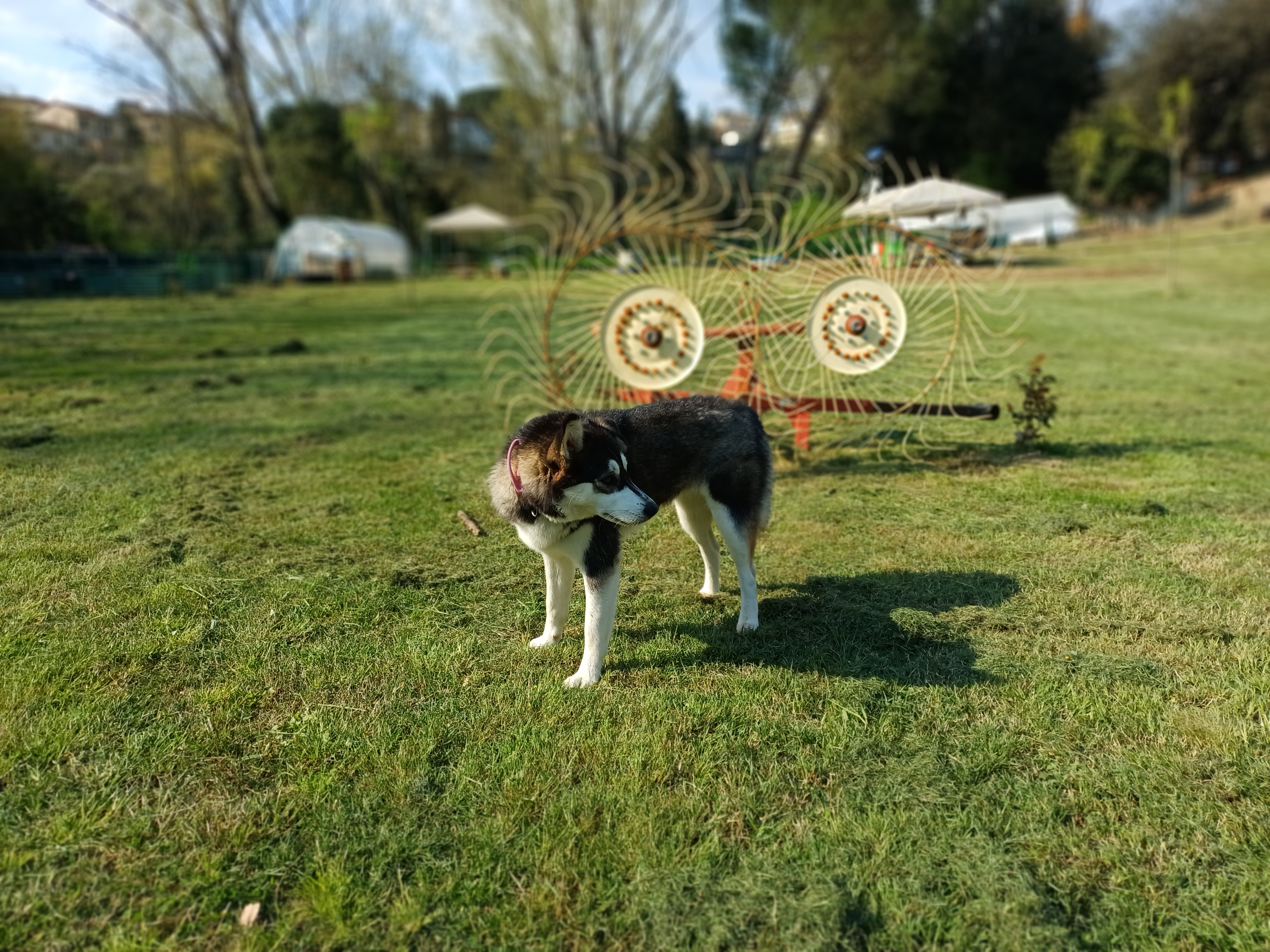 Dog in the living garden at Genevieve Grove, a quiet rural retreat in Vinci, Tuscany surrounded by open land and traditional farming tools.