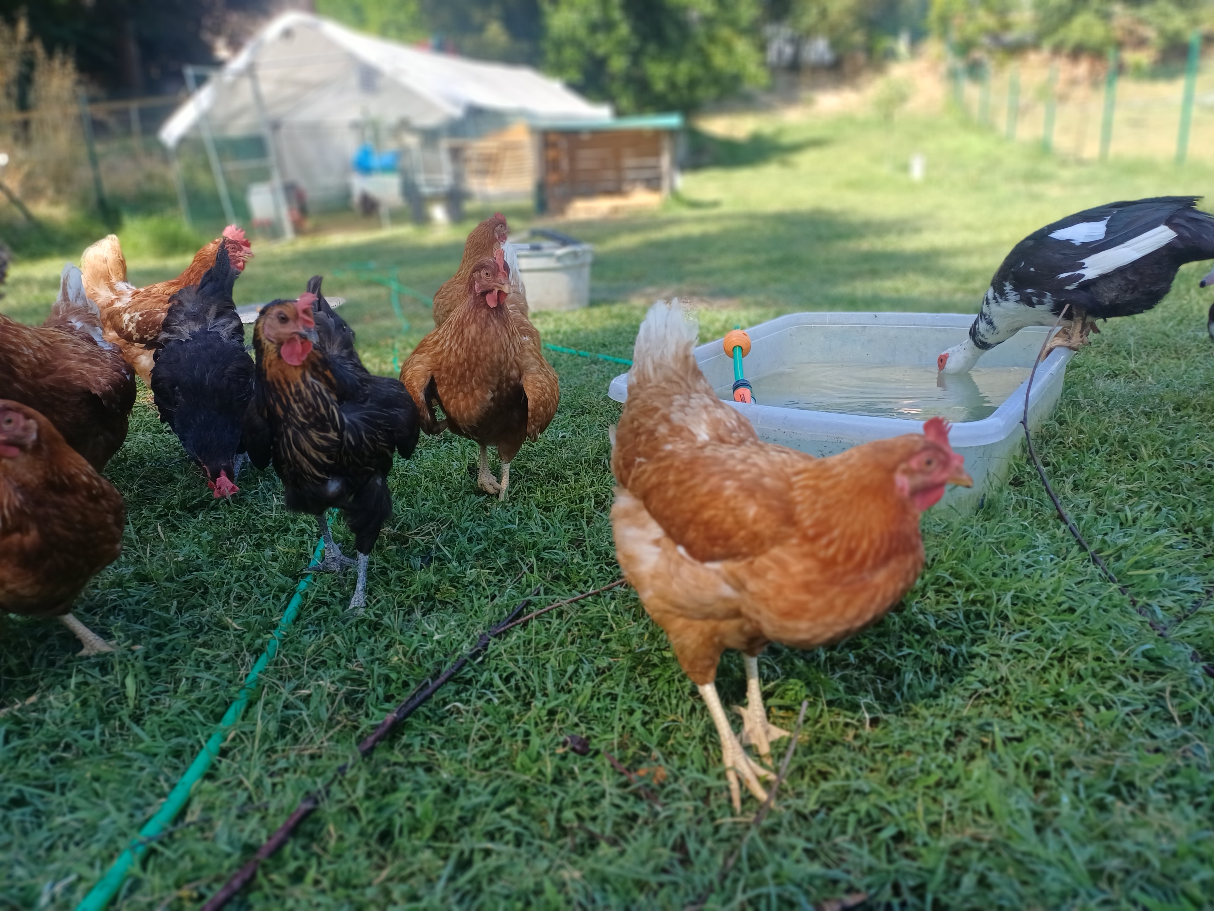 Free-range chickens and a duck gathering around a water trough on the homestead at Genevieve Grove in Tuscany