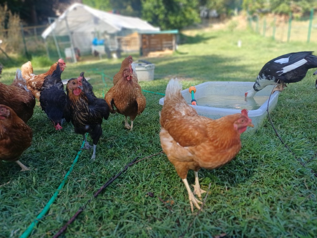 Free-range chickens and a duck gathering around a water trough on the homestead at Genevieve Grove in Tuscany