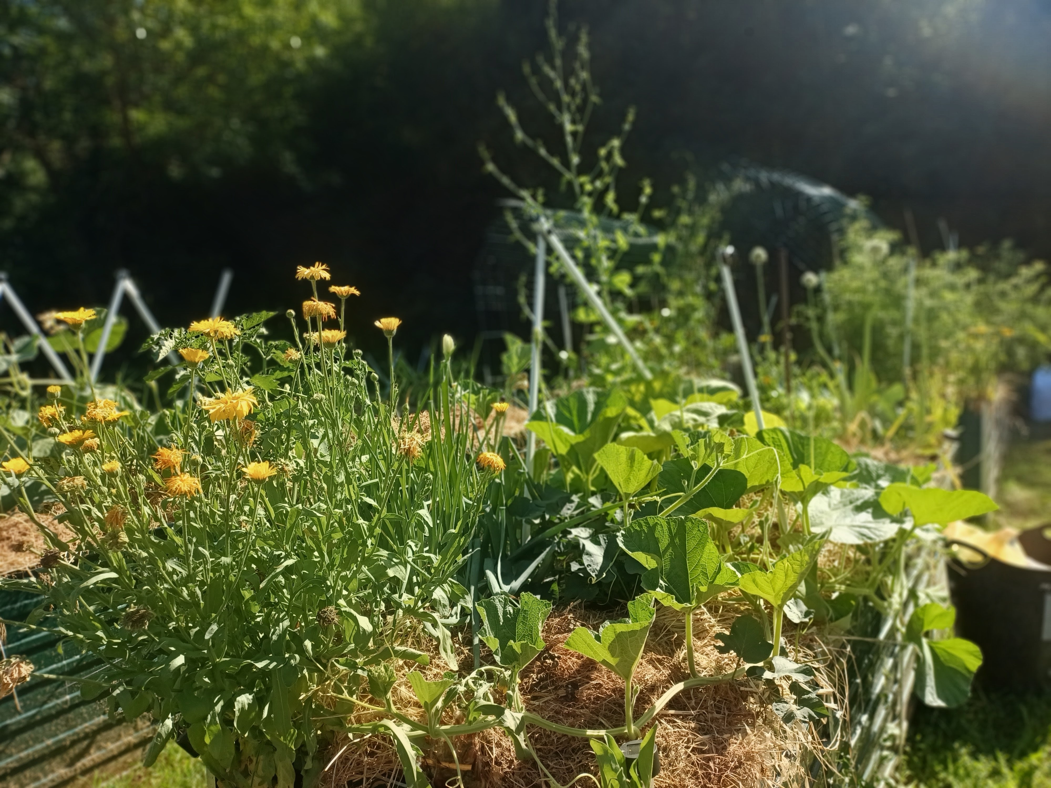 Raised garden beds filled with vegetables and yellow flowers in the summer sunlight at Genevieve Grove, Tuscany