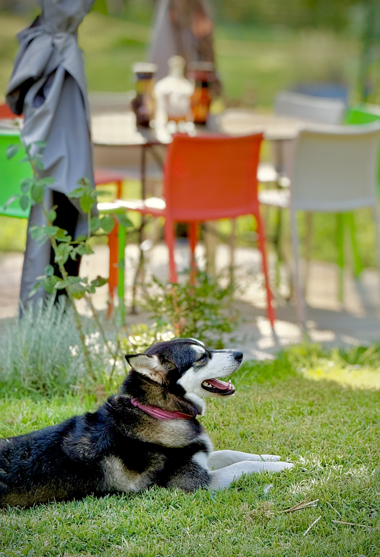 Pet-friendly garden at Genevieve Grove where guests and their dogs can relax together in Vinci, Tuscany.
